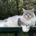 Planetcoon Maine Coon