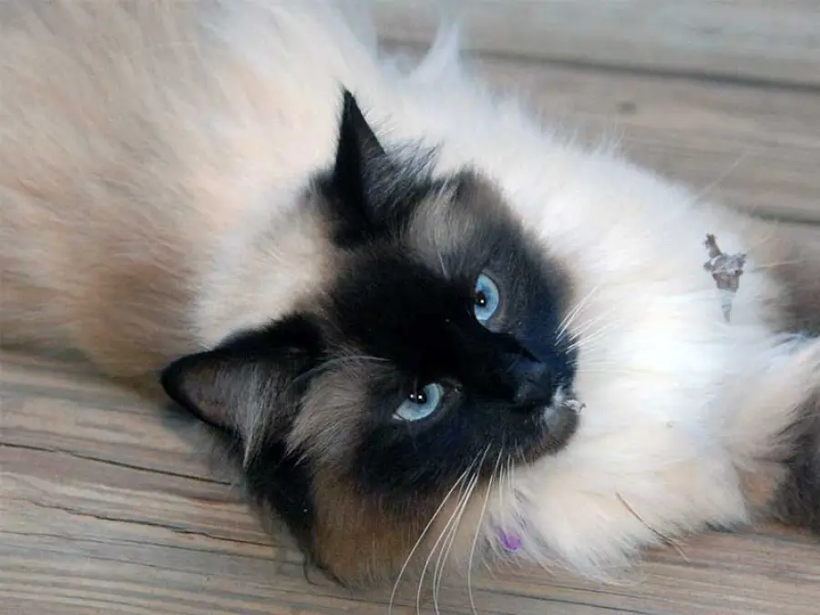 Selezione del carattere e salute nel Birmano