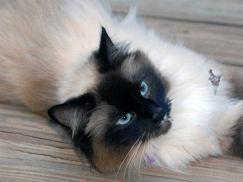 Selezione del carattere e salute nel Birmano