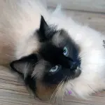 Selezione del carattere e salute nel Birmano