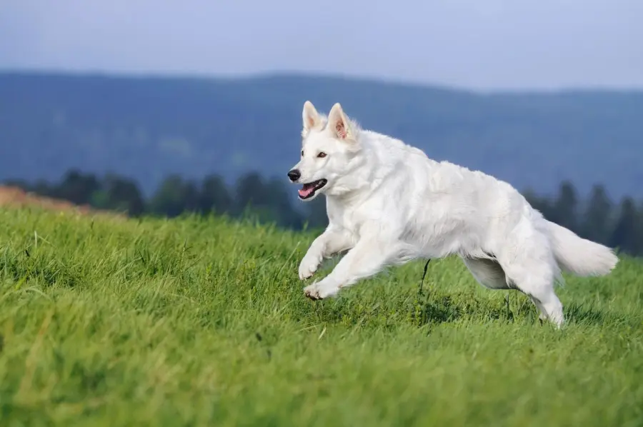 Cani da guardia della proprietà e cani da difesa della persona: c'è differenza!