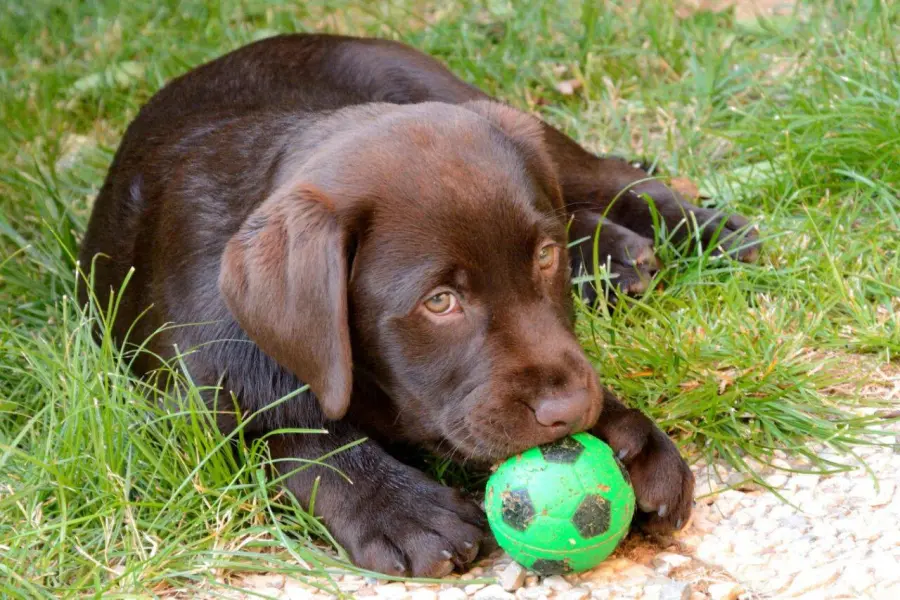 I primi passi del cucciolo nella nuova casa