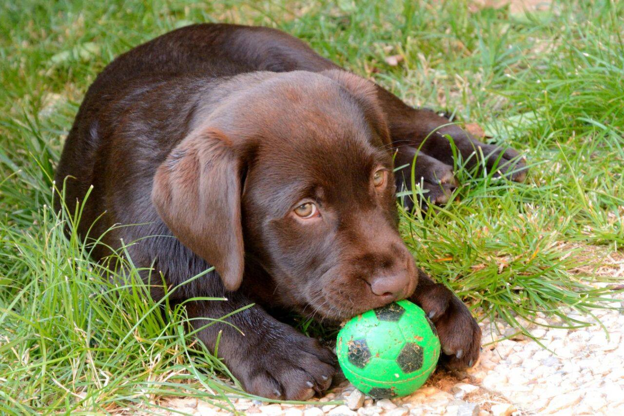 I primi passi del cucciolo nella nuova casa