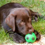 I primi passi del cucciolo nella nuova casa