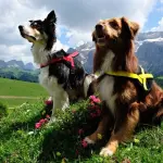 5 validi motivi per utilizzare la pettorina svedese