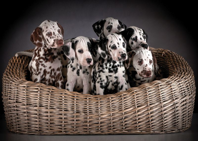 Le macchie del Dalmata