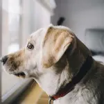 L'obesità del cane è più facile da prevenire che curare