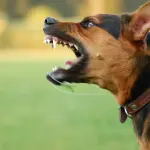 Aggressività fra cani: come placare gli animi