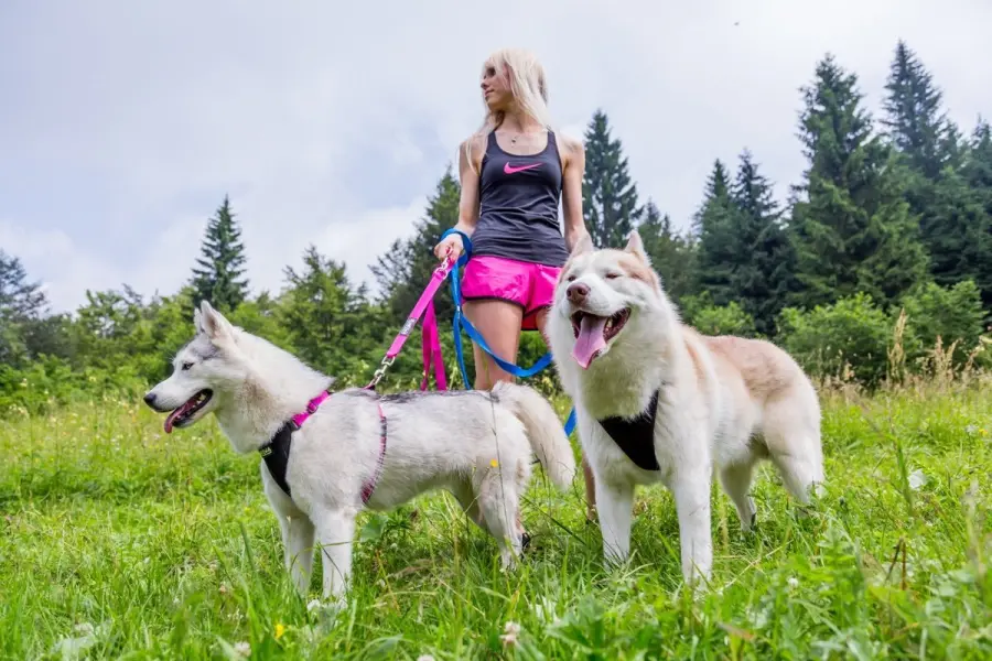 Pettorine per cani: 3 valide mosse per evitare che il nostro cane strattoni