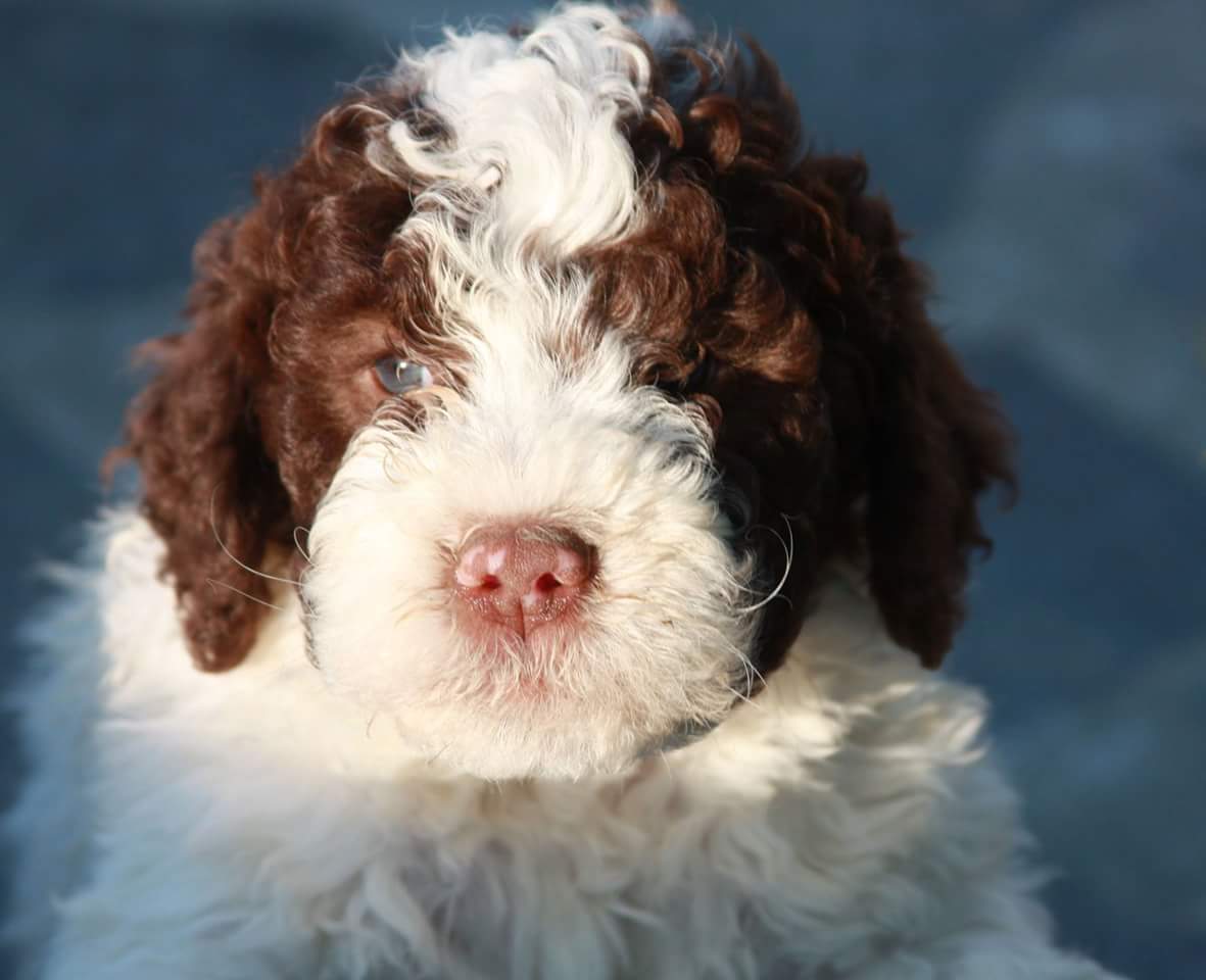 Lagotto romagnolo: carattere e prezzo