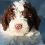 Lagotto romagnolo: carattere e prezzo