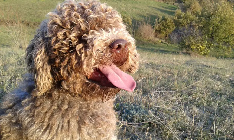 Lagotto Romagnolo "Delle Codeallegre"