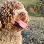 Lagotto Romagnolo "Delle Codeallegre"