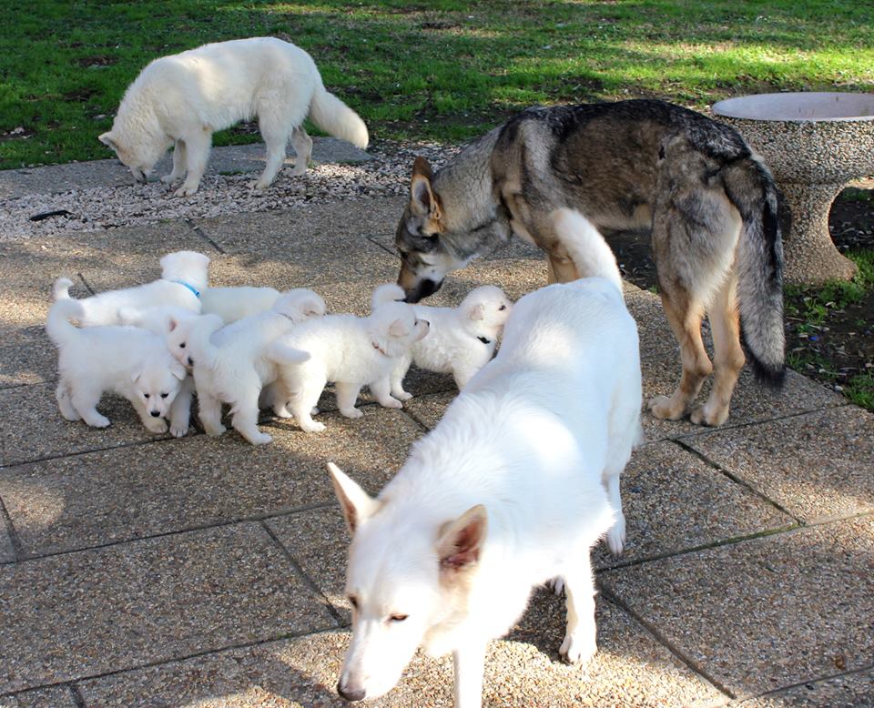 Il pastore svizzero bianco e il BRAVO allevatore