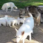 Il pastore svizzero bianco e il BRAVO allevatore