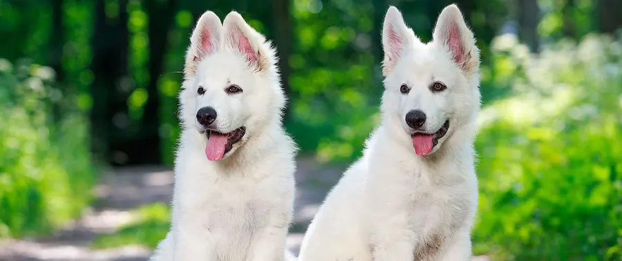 Come scegliere il cane più adatto