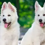 Come scegliere il cane più adatto