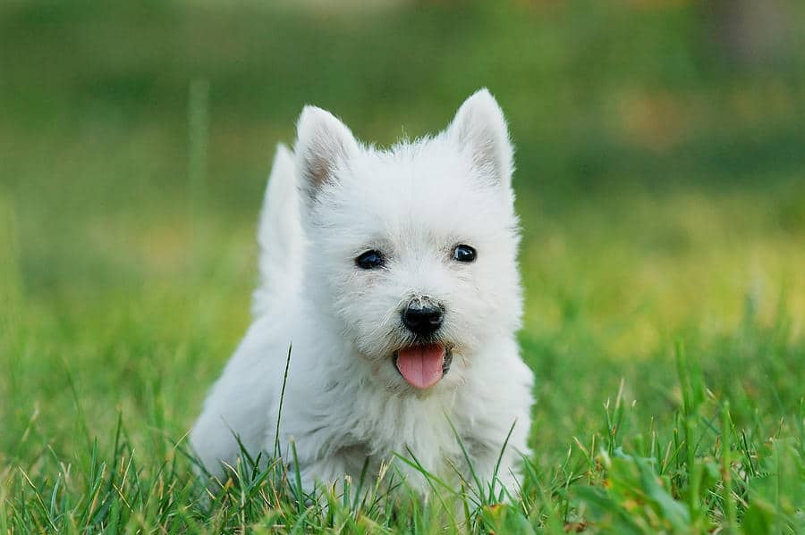 Westie (West Highland White Terrier): carattere e prezzo