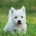 Westie (West Highland White Terrier): carattere e prezzo