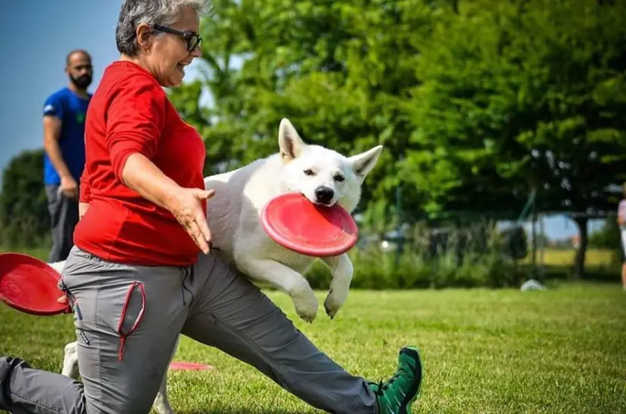 Pastore Svizzero Bianco