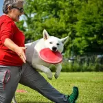 Pastore Svizzero Bianco