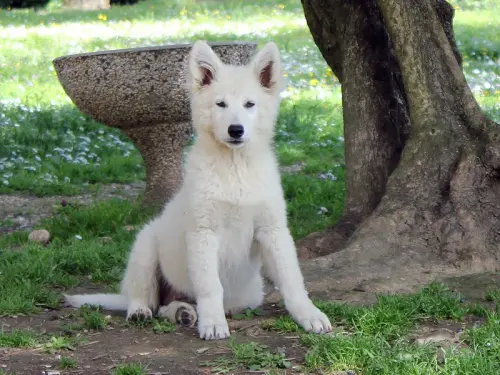 Cuccioli Pastore Svizzero Bianco