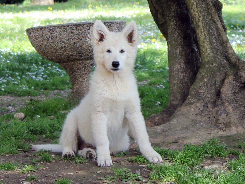 Cuccioli Pastore Svizzero Bianco