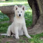 Cuccioli Pastore Svizzero Bianco