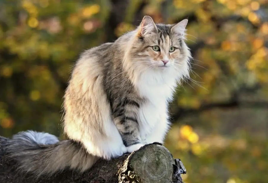 Gatto delle foreste norvegesi: carattere e prezzo