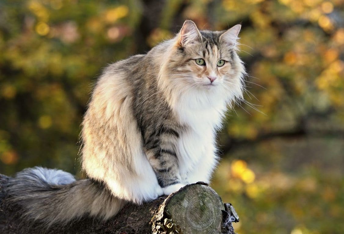 Gatto delle foreste norvegesi: carattere e prezzo