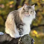Gatto delle foreste norvegesi: carattere e prezzo