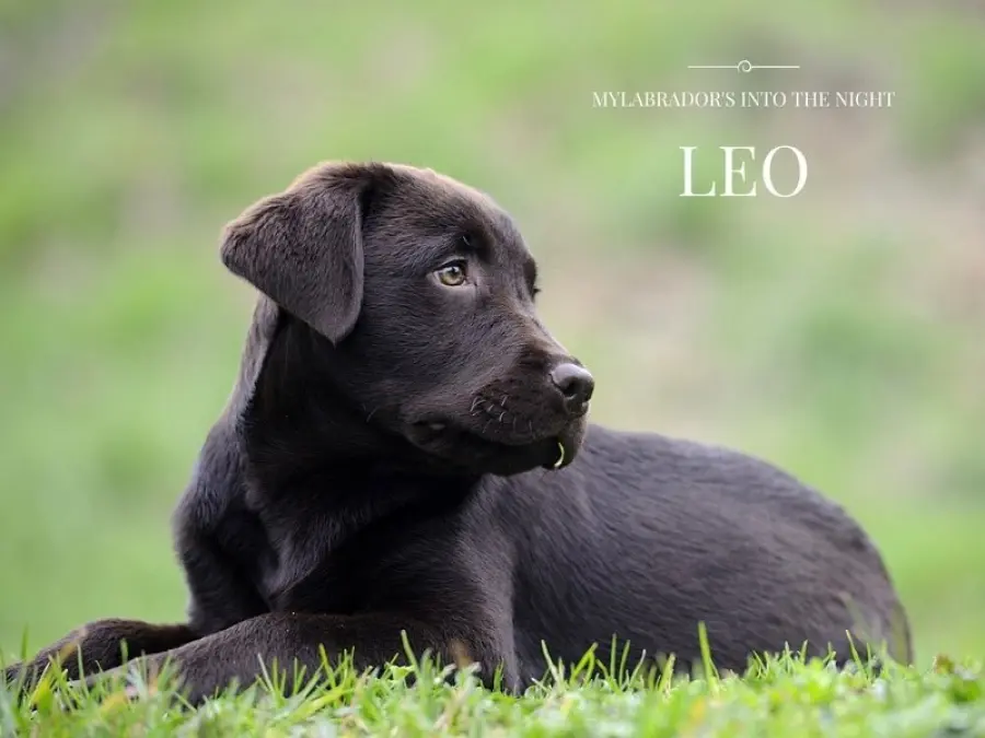 Cucciolata Labrador Chocolate