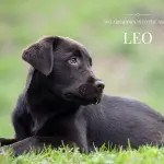 Cucciolata Labrador Chocolate