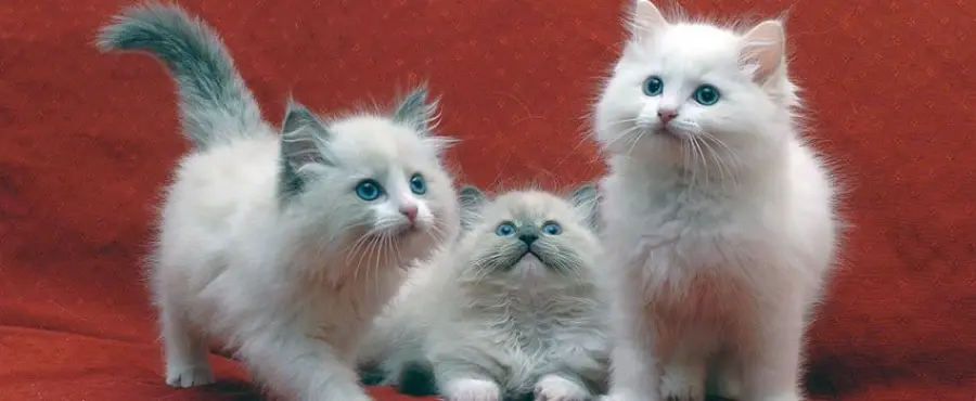 Gatto Ragdoll: carattere e prezzo