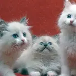 Gatto Ragdoll: carattere e prezzo