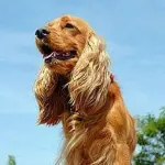 Prevenzione per Fido: come affrontare la bella stagione