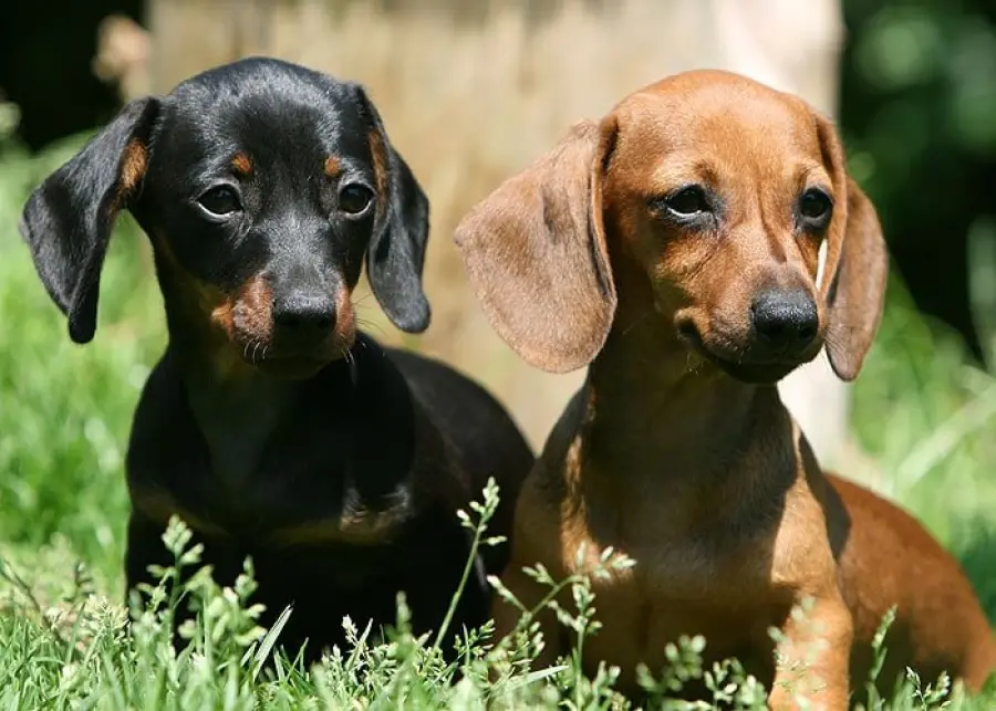 Bassotto Tedesco: carattere e prezzo