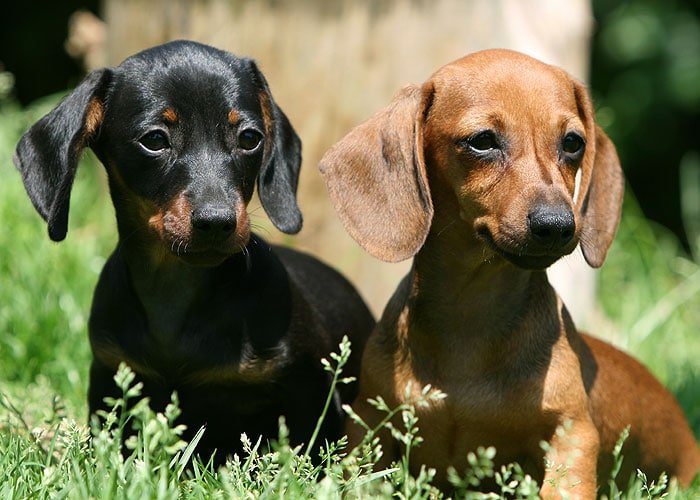 Bassotto Tedesco: carattere e prezzo