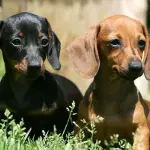 Bassotto Tedesco: carattere e prezzo