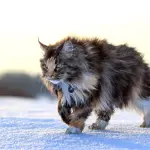 Maine Coon: carattere e prezzo