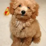 Il Barboncino: intelligente, giocherellone e soprattutto molto sensibile