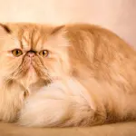 Gatto Persiano: carattere e prezzo