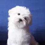 Allevare cuccioli di media taglia, la famiglia Bosi vi assicura la massima professionalità