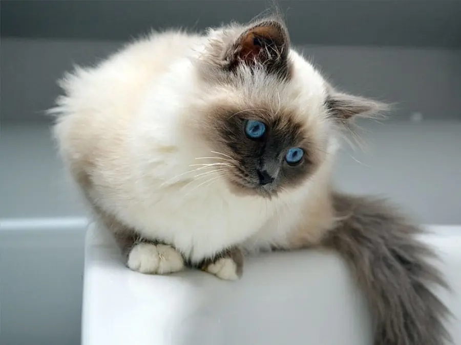 Gli standard delle razze feline