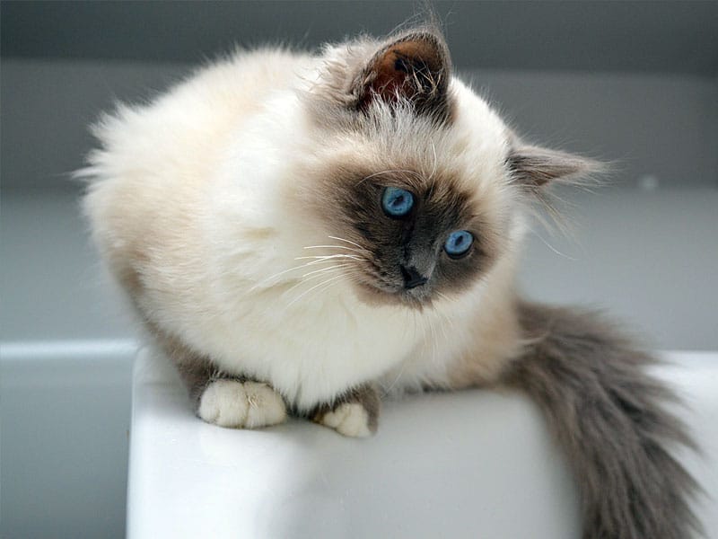 Gli standard delle razze feline