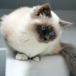 Gli standard delle razze feline