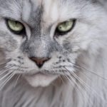 Gatto Maine Coon