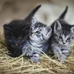 Dieta barf: un’alimentazione di qualità per gli animali domestici