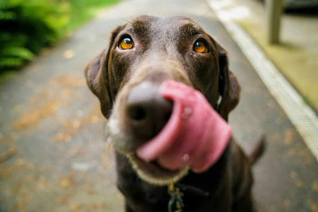 Scelta di un cane: quali sono le caratteristiche da considerare?